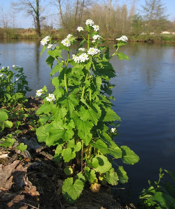 Alliaria petiolata